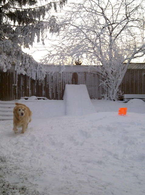 Name:  Austin Snowdog.jpg
Views: 281
Size:  55.6 KB