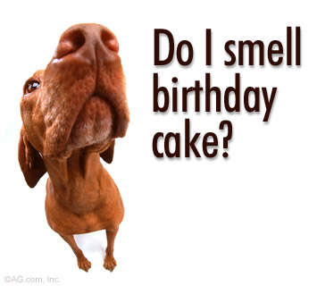Name:  do i smell bday cake.jpg
Views: 172
Size:  13.5 KB
