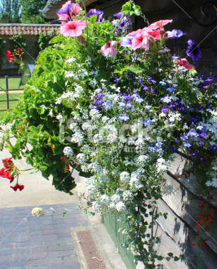 Name:  stock-photo-57987140-hanging-basket-with-annual-flowers-petunias-lobelia-alyssum-geraniums-pelar.jpg
Views: 540
Size:  127.6 KB