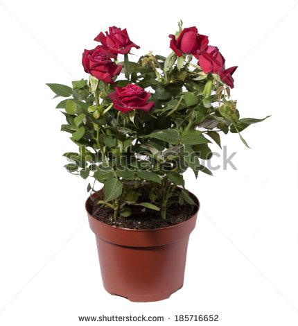 Name:  stock-photo-mini-roses-in-a-pot-on-a-white-background-185716652.jpg
Views: 525
Size:  38.7 KB