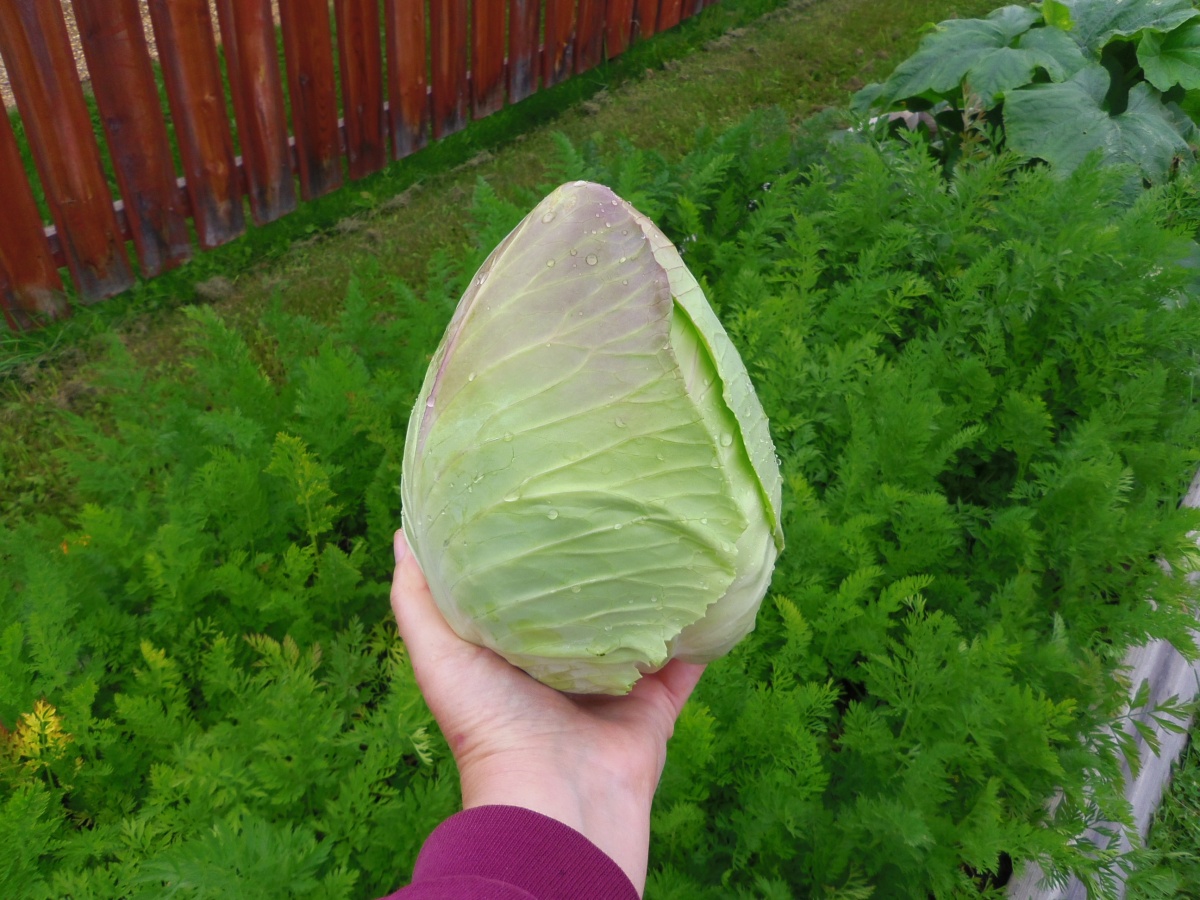 Name:  cabbage.jpg
Views: 196
Size:  368.4 KB
