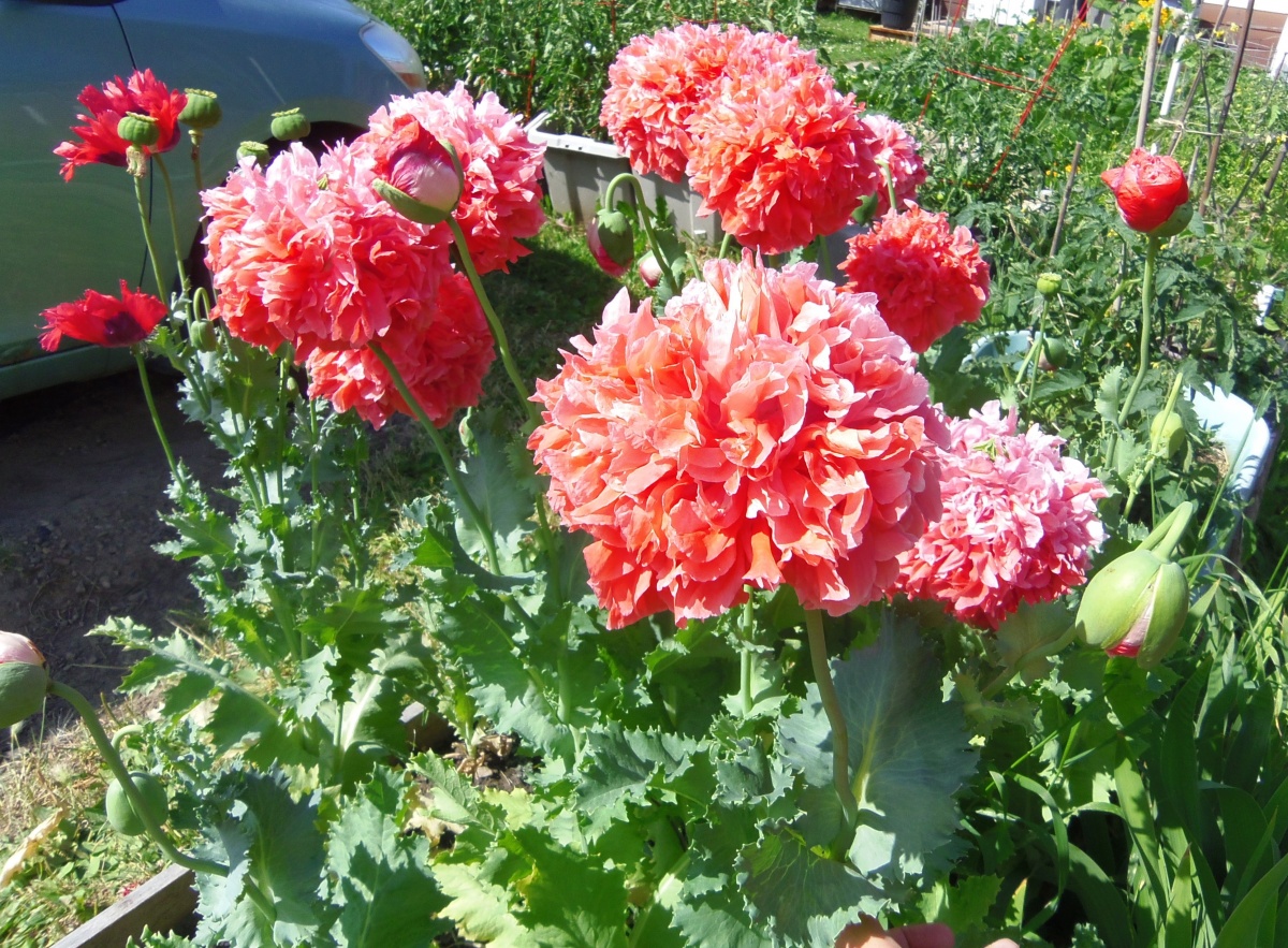 Name:  Frosted Salmon Poppy 3 - July 22.jpg
Views: 248
Size:  560.8 KB