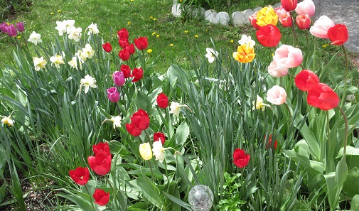 Name:  Tulips 2023.jpg
Views: 134
Size:  126.9 KB