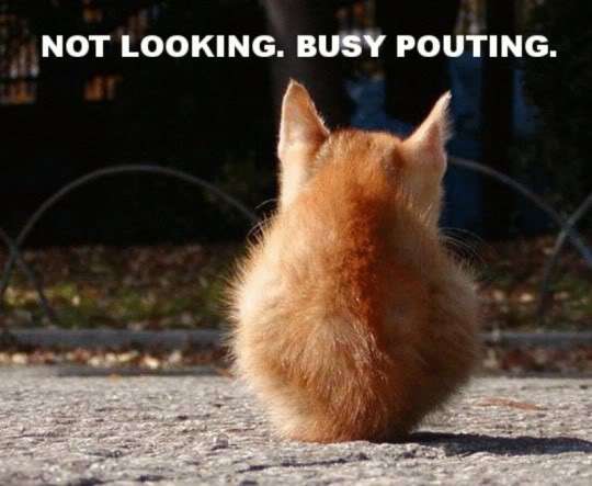 Name:  cat_pouting.jpg
Views: 193
Size:  26.0 KB