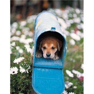 Name:  mailbox.JPG
Views: 218
Size:  14.5 KB