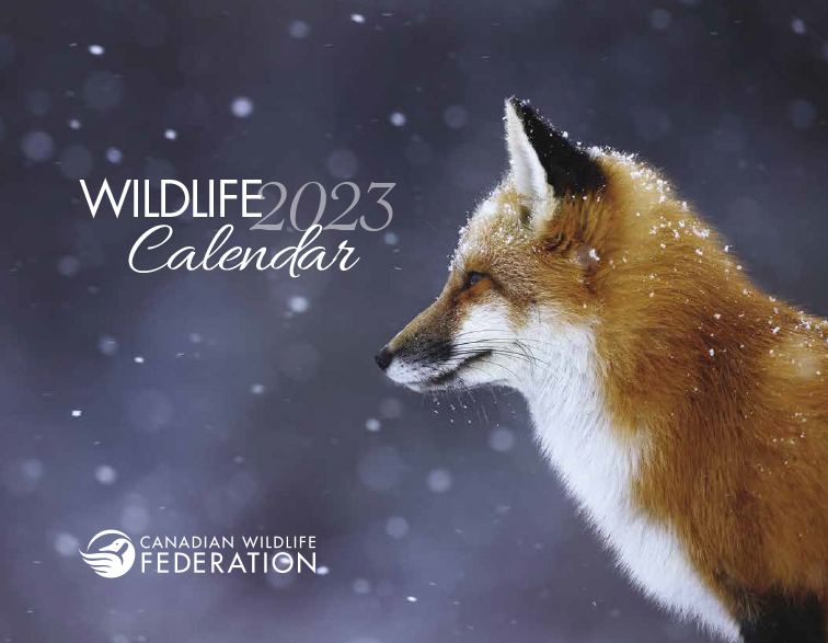 Name:  wildlife-calendar-2020.jpg
Views: 478
Size:  213.2 KB