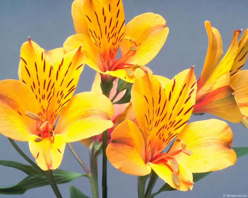 Name:  Alstroemeria-Flower-HD-Wallpaper.jpg
Views: 1356
Size:  76.2 KB