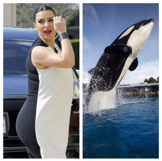 Name:  kim-kardashian-vs-killer-whale-who-wore-it-better.jpg
Views: 137
Size:  72.0 KB