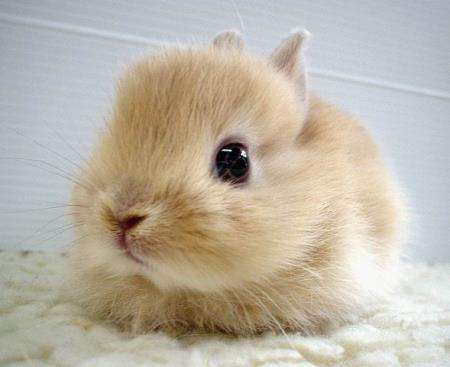 Name:  bunny1.jpg
Views: 143
Size:  18.5 KB