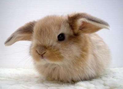 Name:  Cute_bunny41.jpg
Views: 131
Size:  9.3 KB