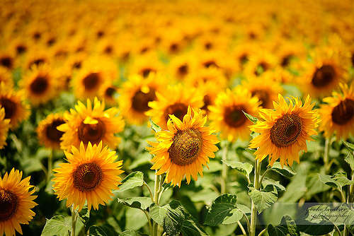 Name:  sunflower8.jpg
Views: 203
Size:  43.8 KB