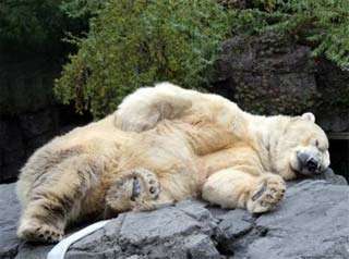 Name:  NY.Polar.Bear.Nap.jpg
Views: 138
Size:  13.6 KB