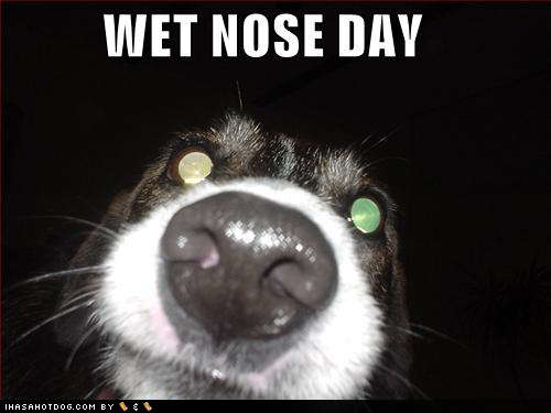 Name:  funny-dog-pictures-wet-nose-day.jpg
Views: 118
Size:  37.6 KB