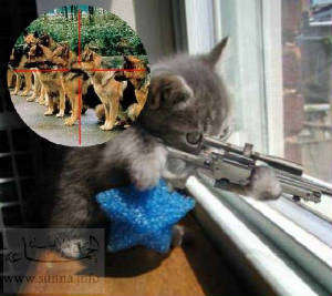 Name:  cat sniper.jpg
Views: 200
Size:  16.7 KB