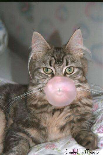 Name:  3Chewing_Gum_Cat.jpg
Views: 353
Size:  20.1 KB