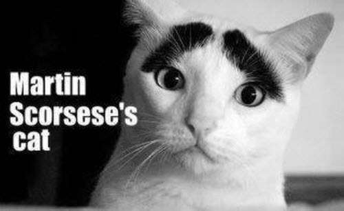 Name:  martin_scorsese_cat.jpg
Views: 236
Size:  14.0 KB