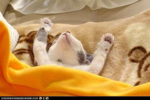 Name:  funny-pictures-cyoot-kitteh-of-teh-day-hooray-its-caturday.jpg
Views: 101
Size:  19.8 KB