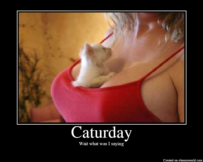 Name:  Caturday.png
Views: 162
Size:  180.8 KB