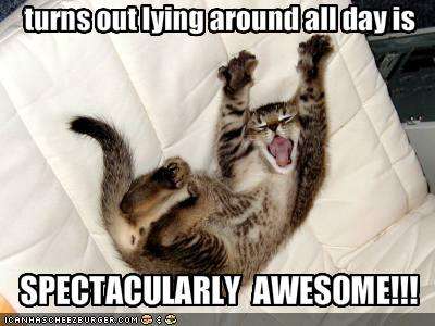 Name:  funny-pictures-your-cat-likes-laying-around-all-day.jpg
Views: 72
Size:  21.9 KB