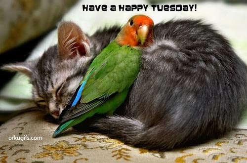 Name:  have-a-happy-tuesday_663.jpg
Views: 77
Size:  47.6 KB