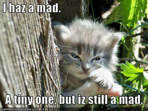 Name:  funny-pictures-kitten-is-mad4.jpg
Views: 353
Size:  42.2 KB