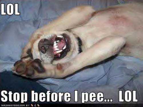 Name:  funny-dog-picture-37.jpg
Views: 276
Size:  21.2 KB