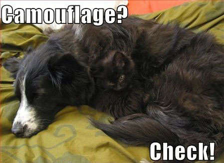 Name:  funny-ninja-cat-camouflage-dog.jpg
Views: 299
Size:  24.7 KB