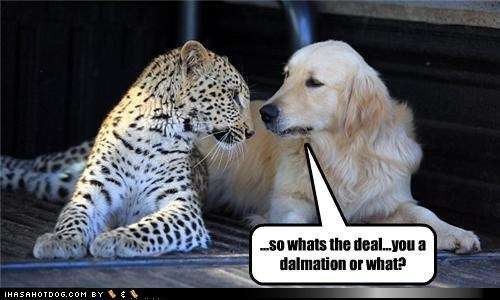 Name:  funny-dog-pictures-so-whats-the-deal-you-a-dalmation-or-what.jpg
Views: 621
Size:  24.3 KB