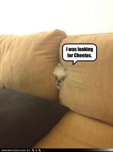 Name:  funny-dog-pictures-i-was-looking-for-cheetos.jpg
Views: 235
Size:  14.8 KB