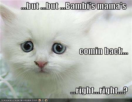 Name:  funny-pictures-sad-white-kitten-bambi-mom.jpg
Views: 270
Size:  19.5 KB