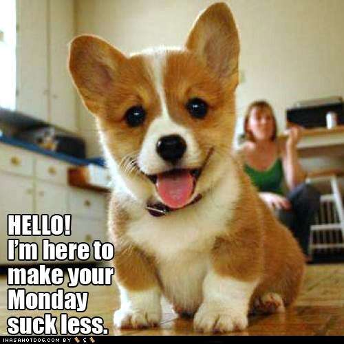 Name:  cute-puppy-pictures-hello-im-here-to-make-your-monday-suck-less.jpg
Views: 294
Size:  30.8 KB