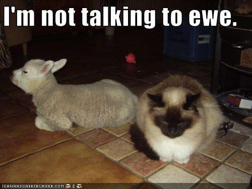 Name:  funny-pictures-cat-is-not-talking-to-ewe.jpg
Views: 287
Size:  23.2 KB