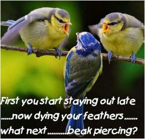 Name:  angry-birds-500x479_large.jpg
Views: 350
Size:  38.4 KB