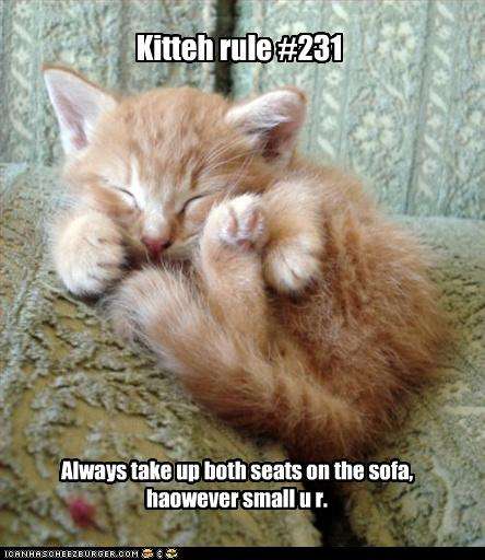 Name:  funny-pictures-kitten-takes-up-sofa.jpg
Views: 272
Size:  38.0 KB