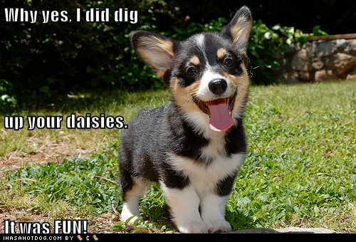 Name:  funny-dog-pictures-why-yes-i-did-dig-up-your-daisies-it-was-fun1.png
Views: 287
Size:  447.0 KB