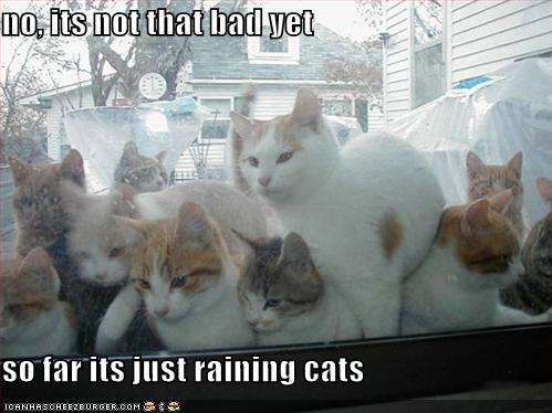 Name:  funny-pictures-it-is-raining-cats.jpg
Views: 2734
Size:  29.3 KB