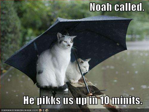 Name:  funny-pictures-cats-umbrella-rain-flood.jpg
Views: 330
Size:  24.9 KB