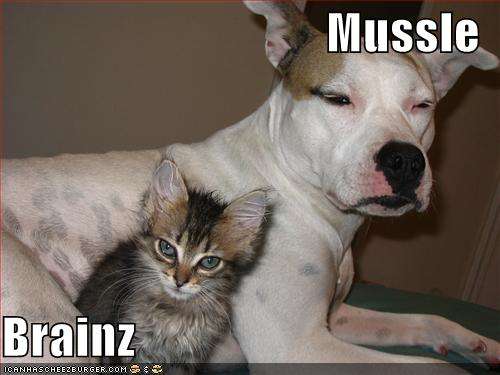 Name:  funny-pictures-muscle-brains-kitten-dog.jpg
Views: 337
Size:  23.5 KB