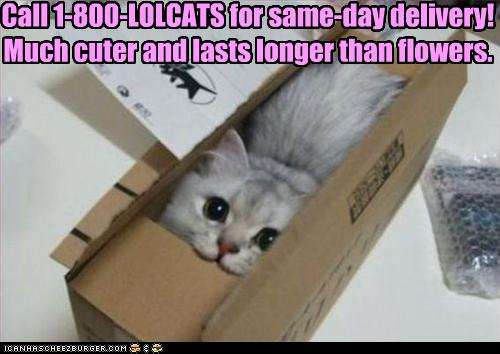 Name:  funny-pictures-your-lolcat-is-delivered.jpg
Views: 299
Size:  25.6 KB