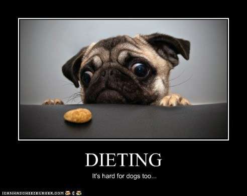 Name:  funny-dog-pictures-i-has-a-hotdog-dieting.jpg
Views: 561
Size:  15.2 KB