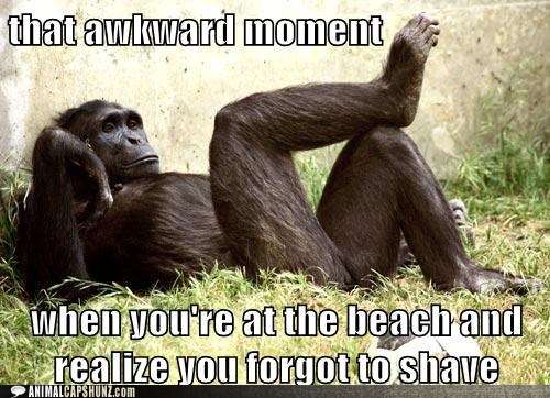 Name:  funny-animal-captions-that-awkward-moment-when-youre-at-the-beach-and-realize-you-forgot-to-shav.jpg
Views: 2824
Size:  43.2 KB