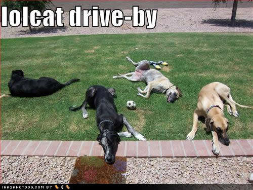 Name:  funny-dog-picture-lolcat-drive.jpg
Views: 4695
Size:  40.6 KB