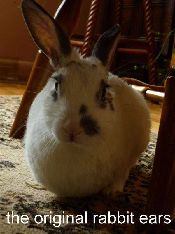 Name:  lol - rabbit ears.jpg
Views: 307
Size:  38.7 KB