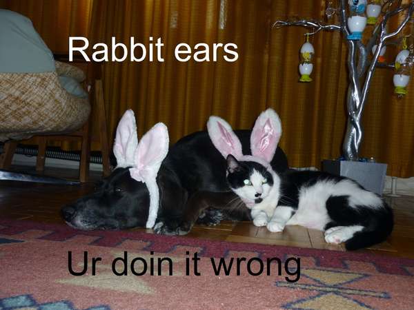 Name:  lol - rabbit ears wrong.jpg
Views: 365
Size:  34.6 KB