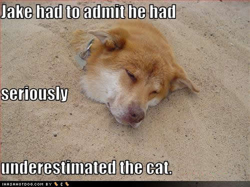 Name:  funny-dog-pictures-underestimated-cat.jpg
Views: 1389
Size:  34.0 KB
