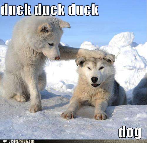 Name:  funny-captions-duck-duck-duck-dog.jpg
Views: 6039
Size:  32.2 KB