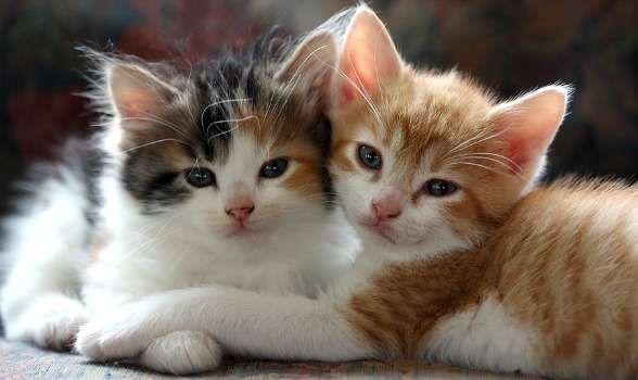 Name:  Two_small_kitties.jpg
Views: 146
Size:  21.6 KB