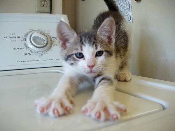 Name:  cute-kitten-pictures-001.jpg
Views: 260
Size:  20.3 KB