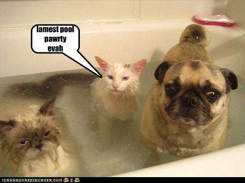 Name:  funny-pictures-cats-and-dog-have-pool-party.jpg
Views: 1672
Size:  21.2 KB
