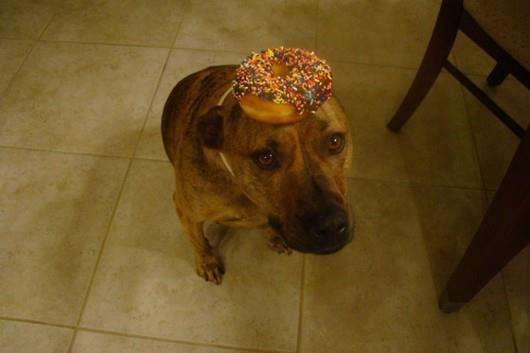 Name:  donut dog.jpg
Views: 179
Size:  18.2 KB
